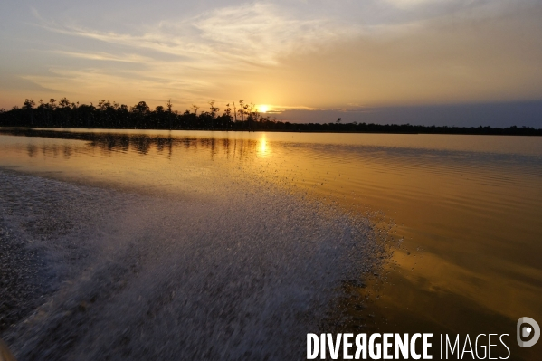 L  AMAZONIE brésilienne de l  Etat du PARA entre Curua-Una et Alter do Chao.