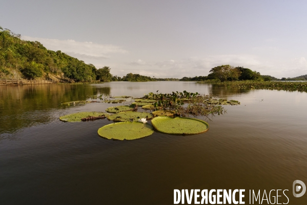 L  AMAZONIE brésilienne de l  Etat du PARA entre Curua-Una et Alter do Chao.