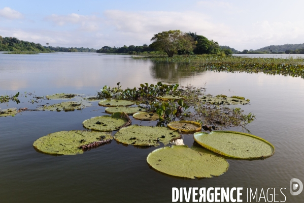 L  AMAZONIE brésilienne de l  Etat du PARA entre Curua-Una et Alter do Chao.