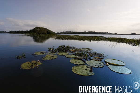 L  AMAZONIE brésilienne de l  Etat du PARA entre Curua-Una et Alter do Chao.