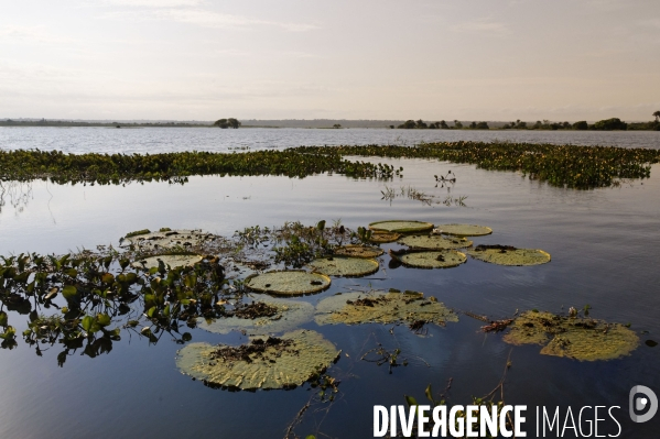 L  AMAZONIE brésilienne de l  Etat du PARA entre Curua-Una et Alter do Chao.