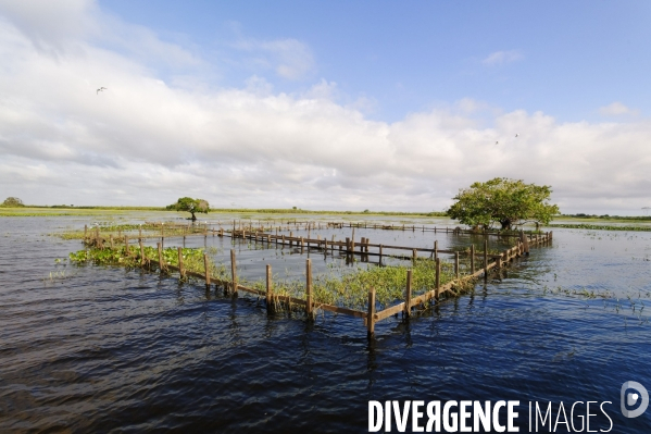 L  AMAZONIE brésilienne de l  Etat du PARA entre Curua-Una et Alter do Chao.