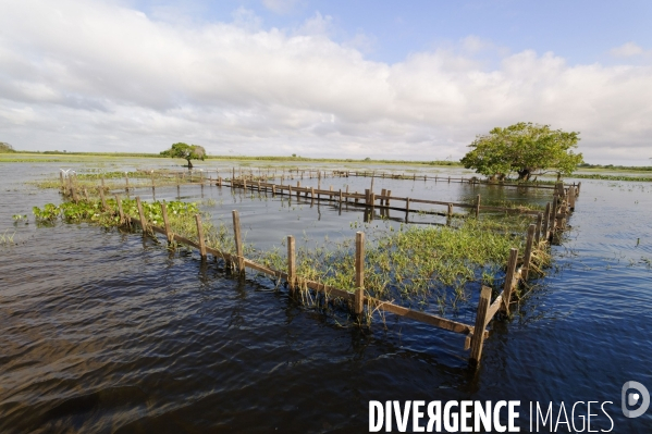 L  AMAZONIE brésilienne de l  Etat du PARA entre Curua-Una et Alter do Chao.