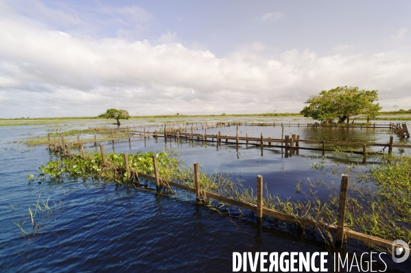 L  AMAZONIE brésilienne de l  Etat du PARA entre Curua-Una et Alter do Chao.