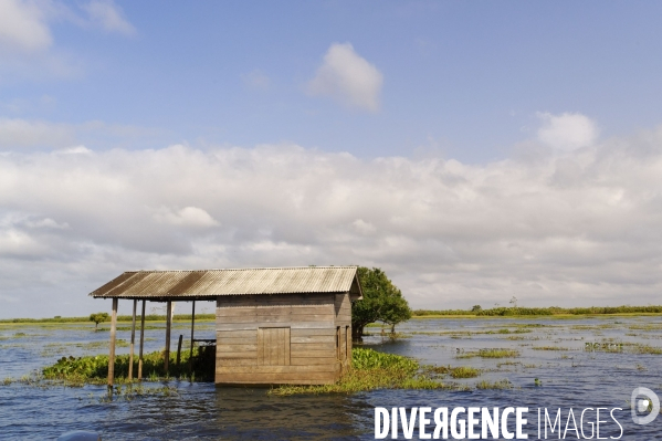 L  AMAZONIE brésilienne de l  Etat du PARA entre Curua-Una et Alter do Chao.