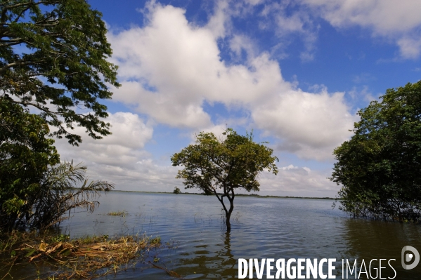 L  AMAZONIE brésilienne de l  Etat du PARA entre Curua-Una et Alter do Chao.