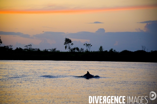 L  AMAZONIE brésilienne de l  Etat du PARA entre Curua-Una et Alter do Chao.