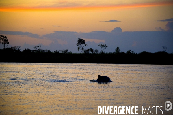 L  AMAZONIE brésilienne de l  Etat du PARA entre Curua-Una et Alter do Chao.