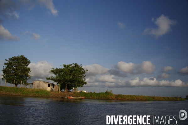 L  AMAZONIE brésilienne de l  Etat du PARA entre Curua-Una et Alter do Chao.