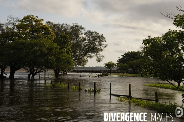 L  AMAZONIE brésilienne de l  Etat du PARA entre Curua-Una et Alter do Chao.