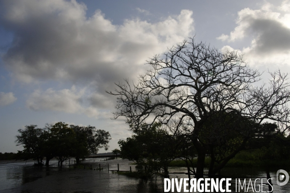 L  AMAZONIE brésilienne de l  Etat du PARA entre Curua-Una et Alter do Chao.