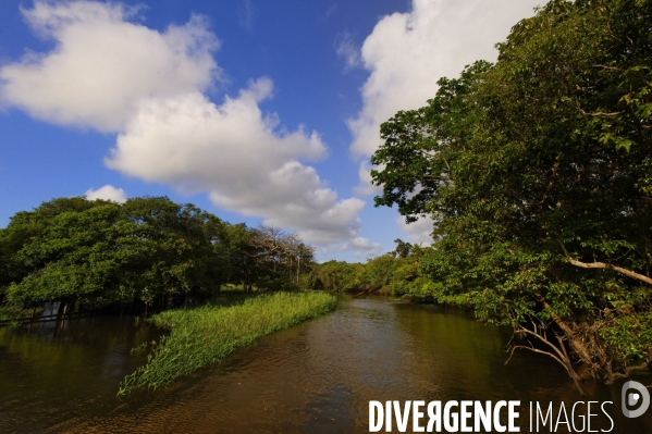 L  AMAZONIE brésilienne de l  Etat du PARA entre Curua-Una et Alter do Chao.