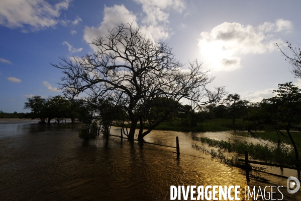 L  AMAZONIE brésilienne de l  Etat du PARA entre Curua-Una et Alter do Chao.