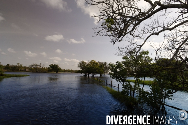 L  AMAZONIE brésilienne de l  Etat du PARA entre Curua-Una et Alter do Chao.