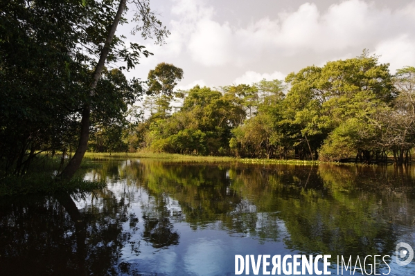 L  AMAZONIE brésilienne de l  Etat du PARA entre Curua-Una et Alter do Chao.