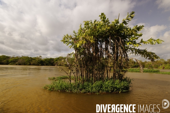 L  AMAZONIE brésilienne de l  Etat du PARA entre Curua-Una et Alter do Chao.