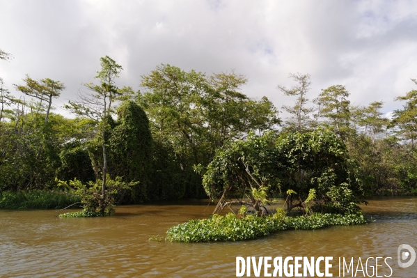 L  AMAZONIE brésilienne de l  Etat du PARA entre Curua-Una et Alter do Chao.