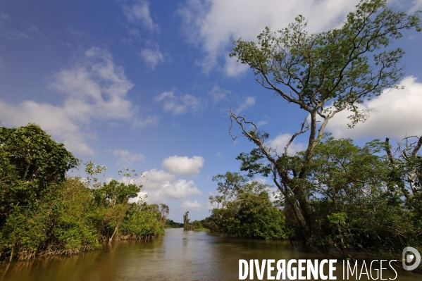 L  AMAZONIE brésilienne de l  Etat du PARA entre Curua-Una et Alter do Chao.