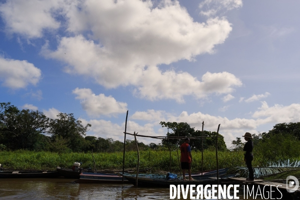 L  AMAZONIE brésilienne de l  Etat du PARA entre Curua-Una et Alter do Chao.