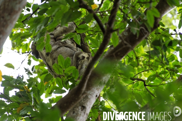 L  AMAZONIE brésilienne de l  Etat du PARA entre Curua-Una et Alter do Chao.