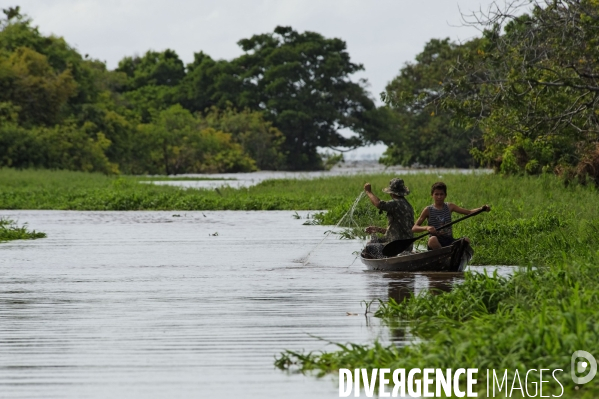 L  AMAZONIE brésilienne de l  Etat du PARA entre Curua-Una et Alter do Chao.