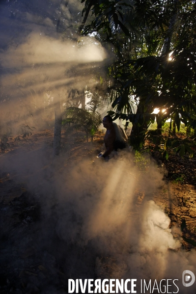 L  AMAZONIE brésilienne de l  Etat du PARA entre Curua-Una et Alter do Chao.