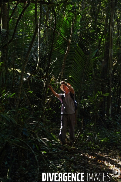 L  AMAZONIE brésilienne de l  Etat du PARA entre Curua-Una et Alter do Chao.