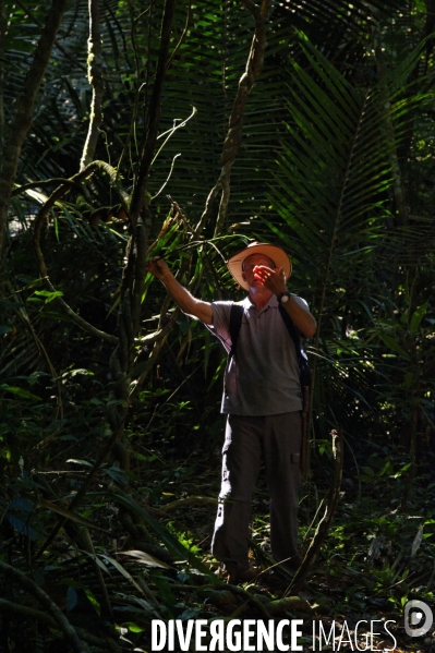 L  AMAZONIE brésilienne de l  Etat du PARA entre Curua-Una et Alter do Chao.