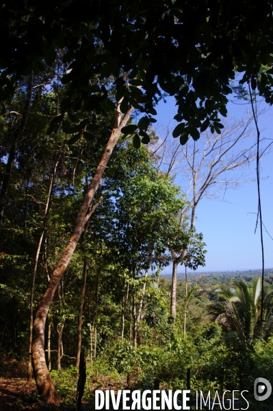 L  AMAZONIE brésilienne de l  Etat du PARA entre Curua-Una et Alter do Chao.