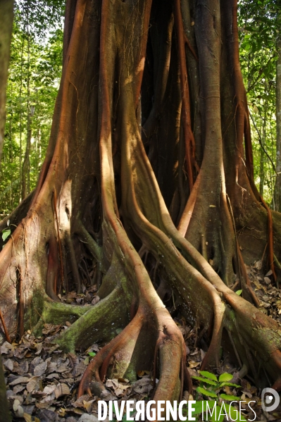 L  AMAZONIE brésilienne de l  Etat du PARA entre Curua-Una et Alter do Chao.