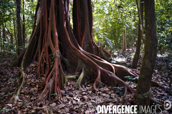 L  AMAZONIE brésilienne de l  Etat du PARA entre Curua-Una et Alter do Chao.