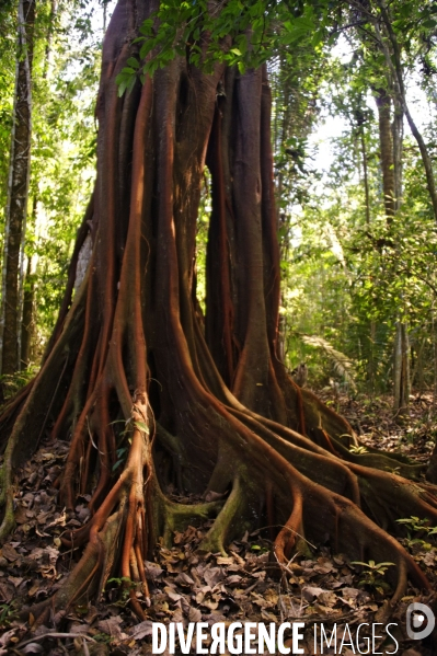 L  AMAZONIE brésilienne de l  Etat du PARA entre Curua-Una et Alter do Chao.