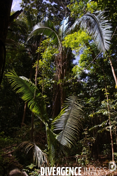 L  AMAZONIE brésilienne de l  Etat du PARA entre Curua-Una et Alter do Chao.