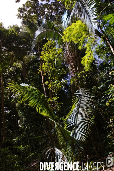 L  AMAZONIE brésilienne de l  Etat du PARA entre Curua-Una et Alter do Chao.