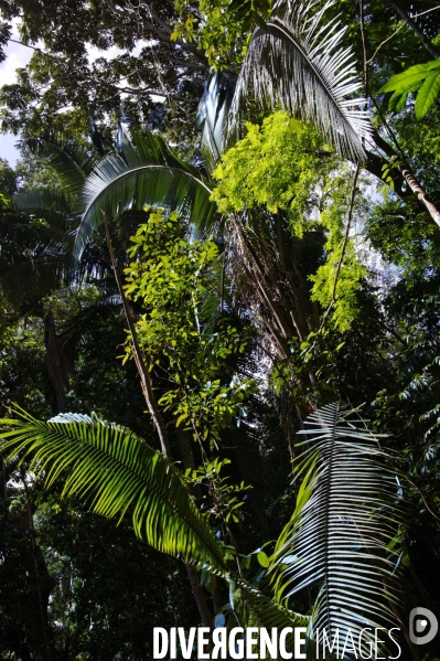 L  AMAZONIE brésilienne de l  Etat du PARA entre Curua-Una et Alter do Chao.