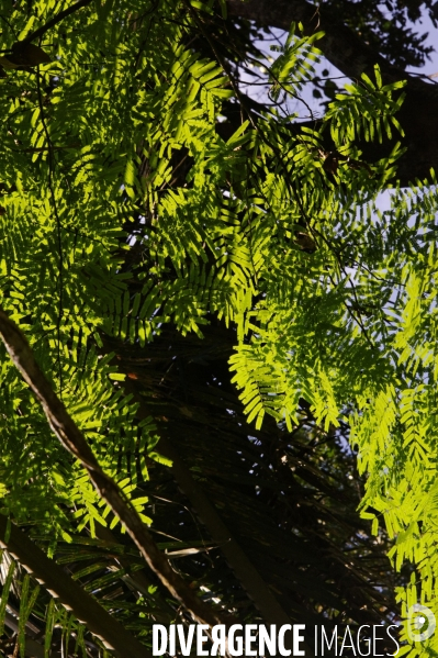 L  AMAZONIE brésilienne de l  Etat du PARA entre Curua-Una et Alter do Chao.