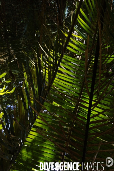 L  AMAZONIE brésilienne de l  Etat du PARA entre Curua-Una et Alter do Chao.