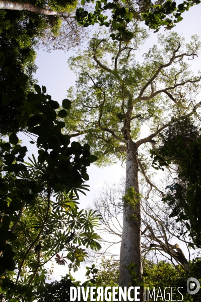 L  AMAZONIE brésilienne de l  Etat du PARA entre Curua-Una et Alter do Chao.