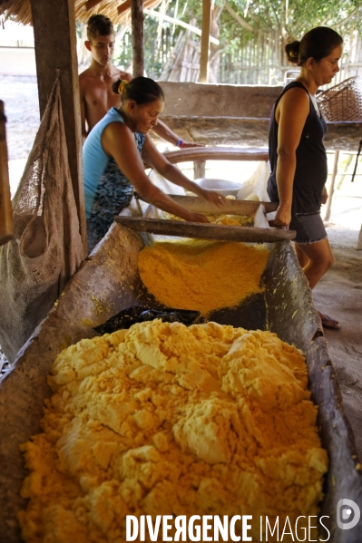 L  AMAZONIE brésilienne de l  Etat du PARA entre Curua-Una et Alter do Chao.