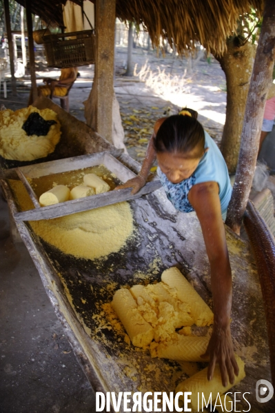 L  AMAZONIE brésilienne de l  Etat du PARA entre Curua-Una et Alter do Chao.