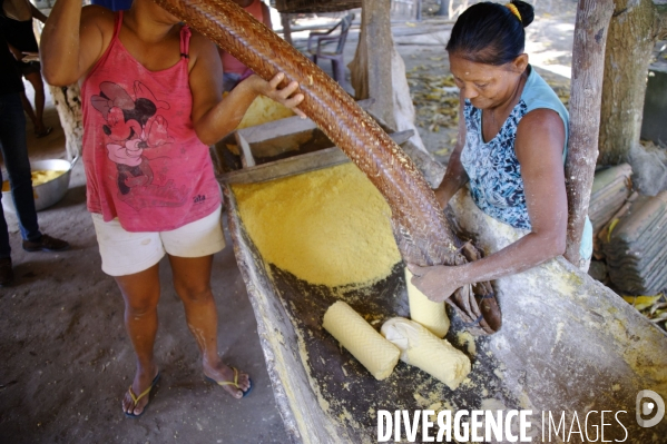 L  AMAZONIE brésilienne de l  Etat du PARA entre Curua-Una et Alter do Chao.