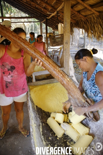 L  AMAZONIE brésilienne de l  Etat du PARA entre Curua-Una et Alter do Chao.