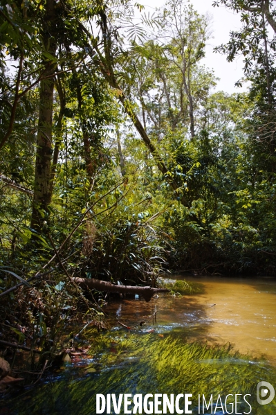 L  AMAZONIE brésilienne de l  Etat du PARA entre Curua-Una et Alter do Chao.