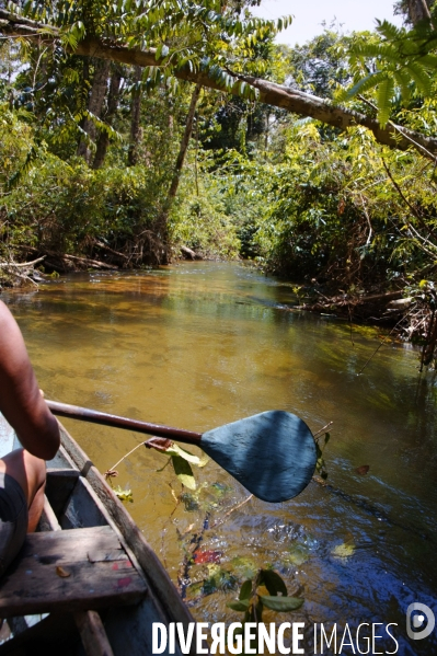 L  AMAZONIE brésilienne de l  Etat du PARA entre Curua-Una et Alter do Chao.