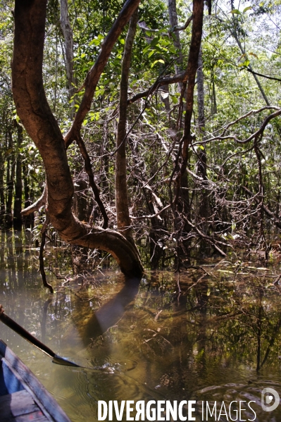 L  AMAZONIE brésilienne de l  Etat du PARA entre Curua-Una et Alter do Chao.