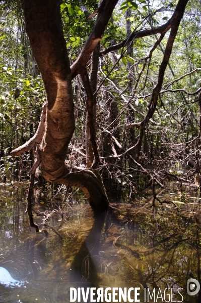 L  AMAZONIE brésilienne de l  Etat du PARA entre Curua-Una et Alter do Chao.