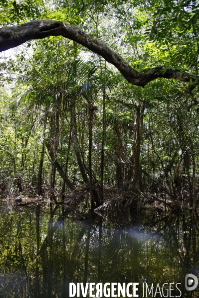 L  AMAZONIE brésilienne de l  Etat du PARA entre Curua-Una et Alter do Chao.