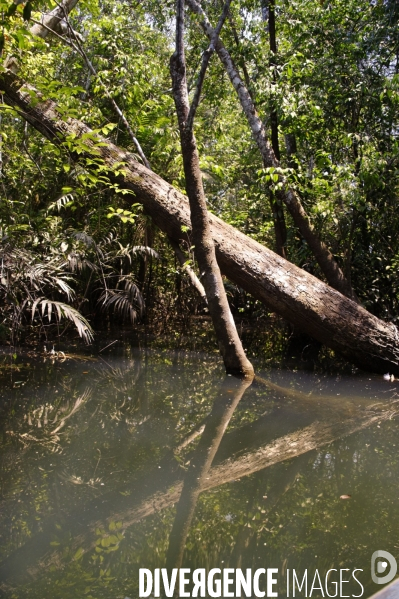 L  AMAZONIE brésilienne de l  Etat du PARA entre Curua-Una et Alter do Chao.