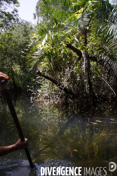 L  AMAZONIE brésilienne de l  Etat du PARA entre Curua-Una et Alter do Chao.