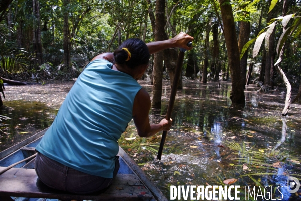 L  AMAZONIE brésilienne de l  Etat du PARA entre Curua-Una et Alter do Chao.